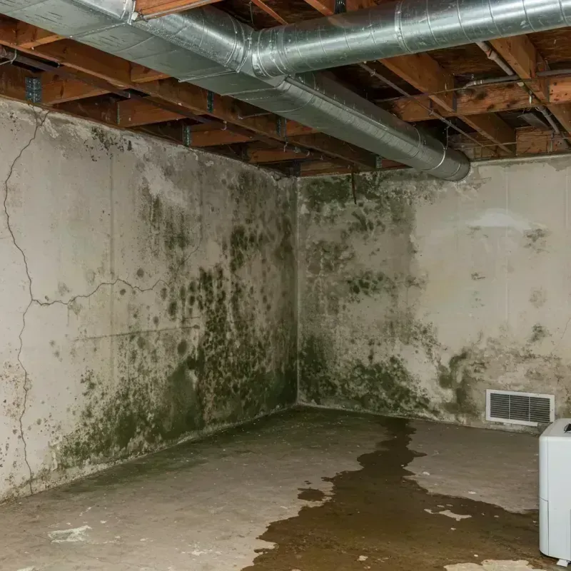 Professional Mold Removal in Fishkill, NY